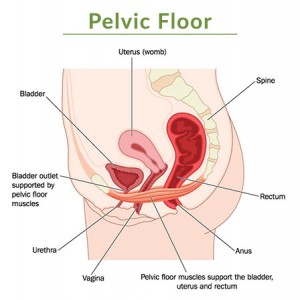pelvic_floor
