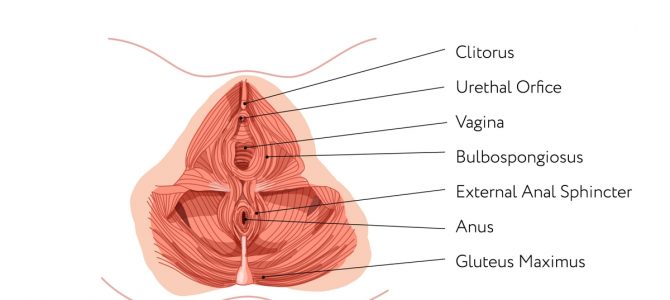 Whats the Pelvic Floor DO? and how do i find it?!